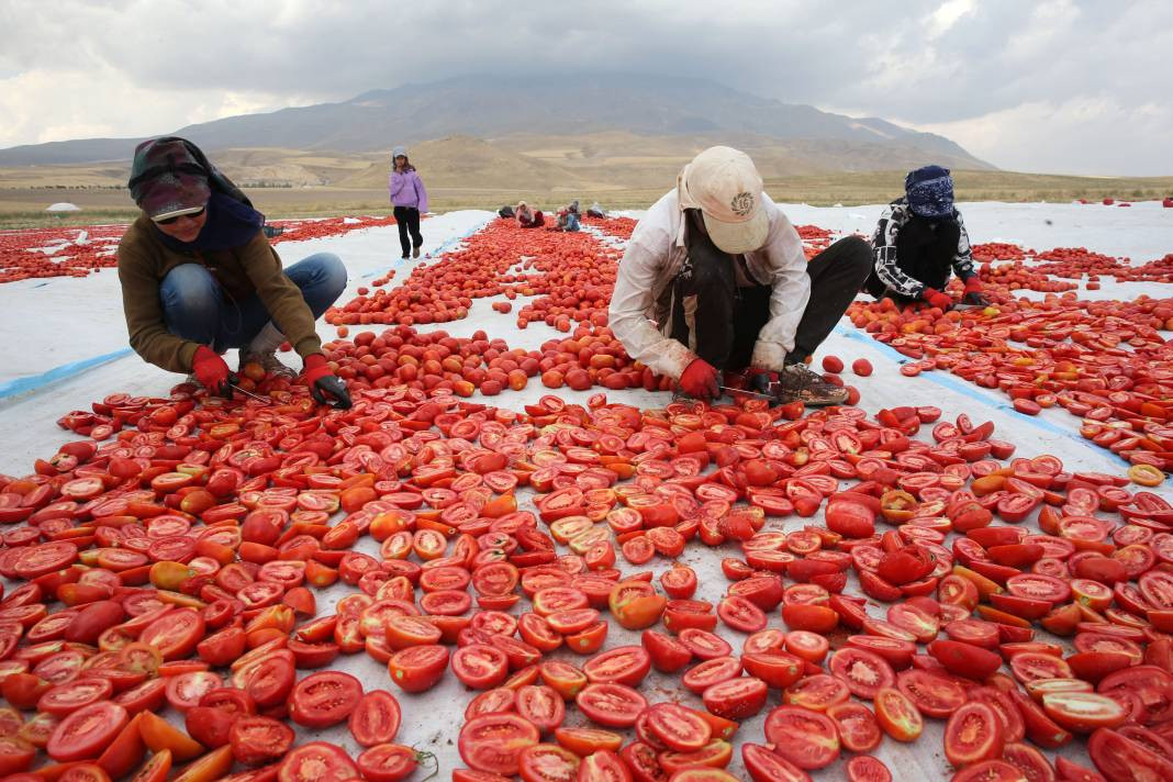 Süphan Dağı’nda yetişiyor 12 kilodan 1 kilo çıkıyor. Türkler 1 kilo bile alamıyor - Resim: 24